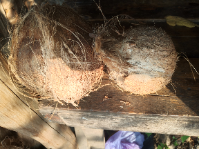 kelapa tua tembilahan riau