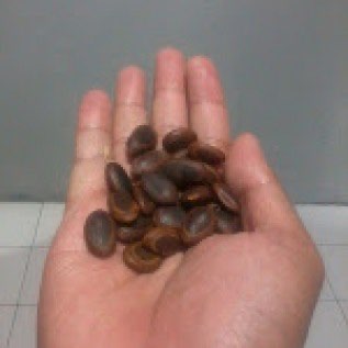 Benih Sengon Buto (Enterolobium cyclocarpum)