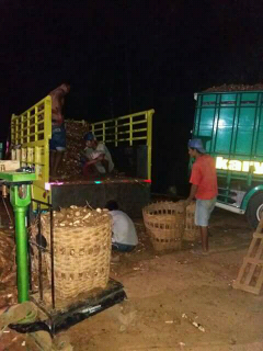 jual singkong