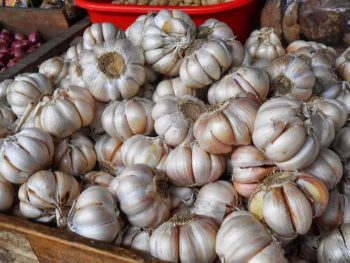 Bawang sinco