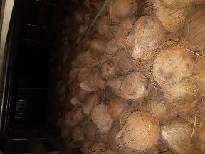 KELAPA SUMATRA