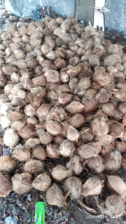 Jual kelapa kupas jambul 8 ons up