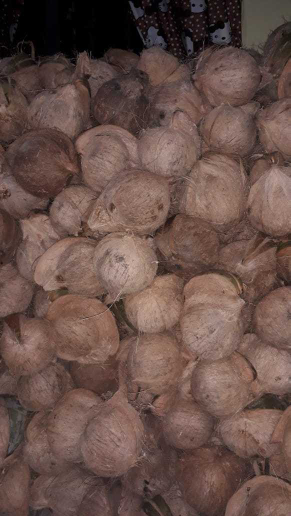 Menjual Kelapa Tua Berkualitas