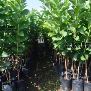 Bibit Jambu Kristal Super Cepat Berbuah dan Berbuah Sepanjang Musim