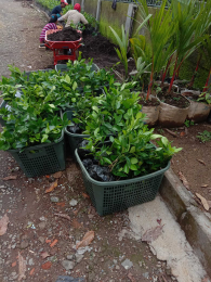 Bibit Jeruk Lemon California