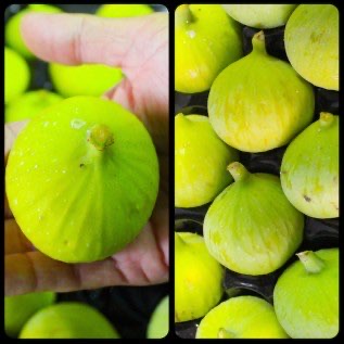 Bibit Tanaman Buah Ara / Tin Calimyrna - Ukuran 30 - 40cm