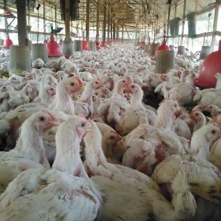 Ayam Broiler Hidup