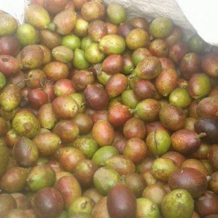 MATOA MURAH