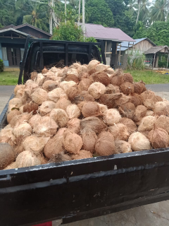 Kelapa