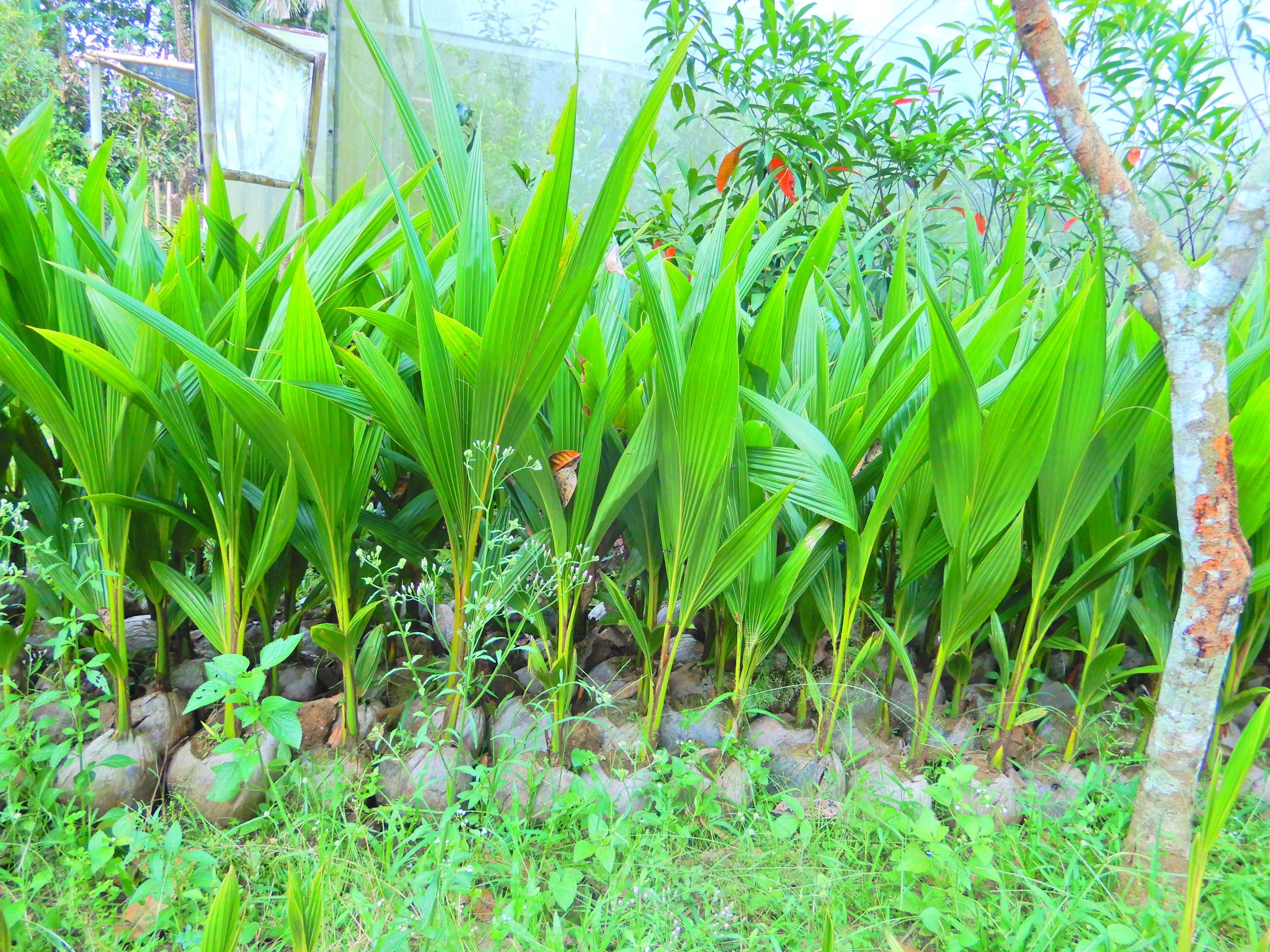 Jual Bibit Kelapa Lokal
