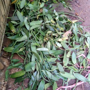 jual bibit vanili planivolia