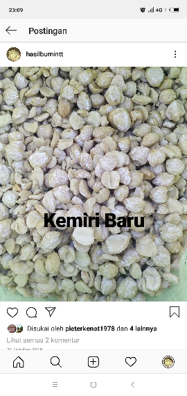 KEMIRI KUPANG NTT