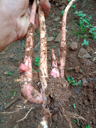 sok yang minat laos merah temulawak