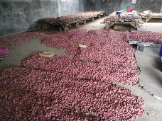 Bawang merah