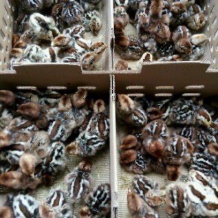 Jual Doc Ayam Arab