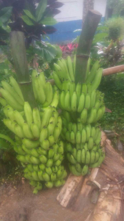 Pisang Ambon Berkualitas Grade A