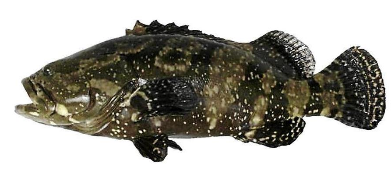 Jual Ikan Kerapu hidup