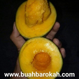 mangga alpukat