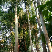 jual pohon palem ekor tupai 