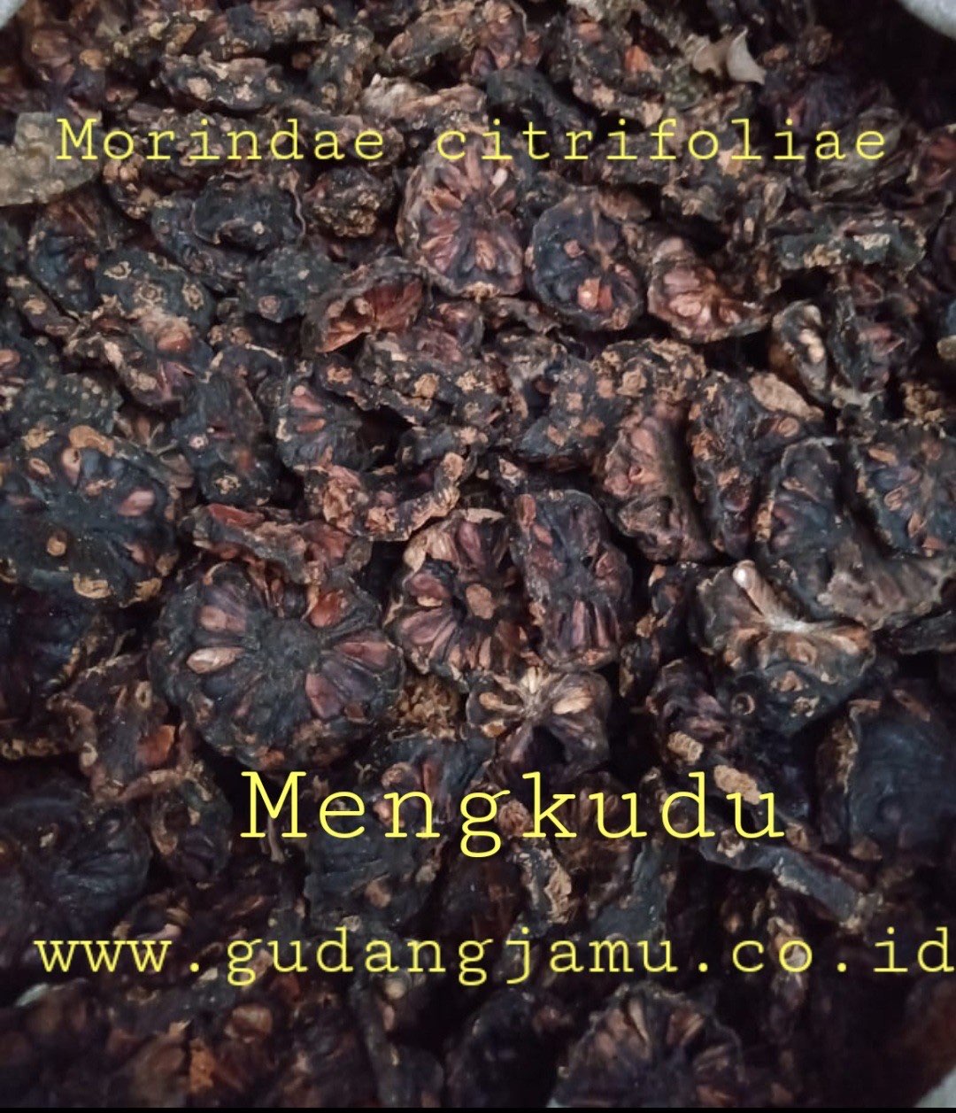 MENGKUDU PACE MORINDA CITRIFOLIAE FRUCTUS JAVA NONY