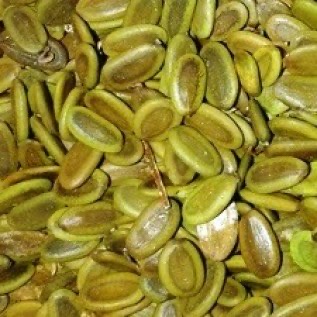 BIJI SENGON