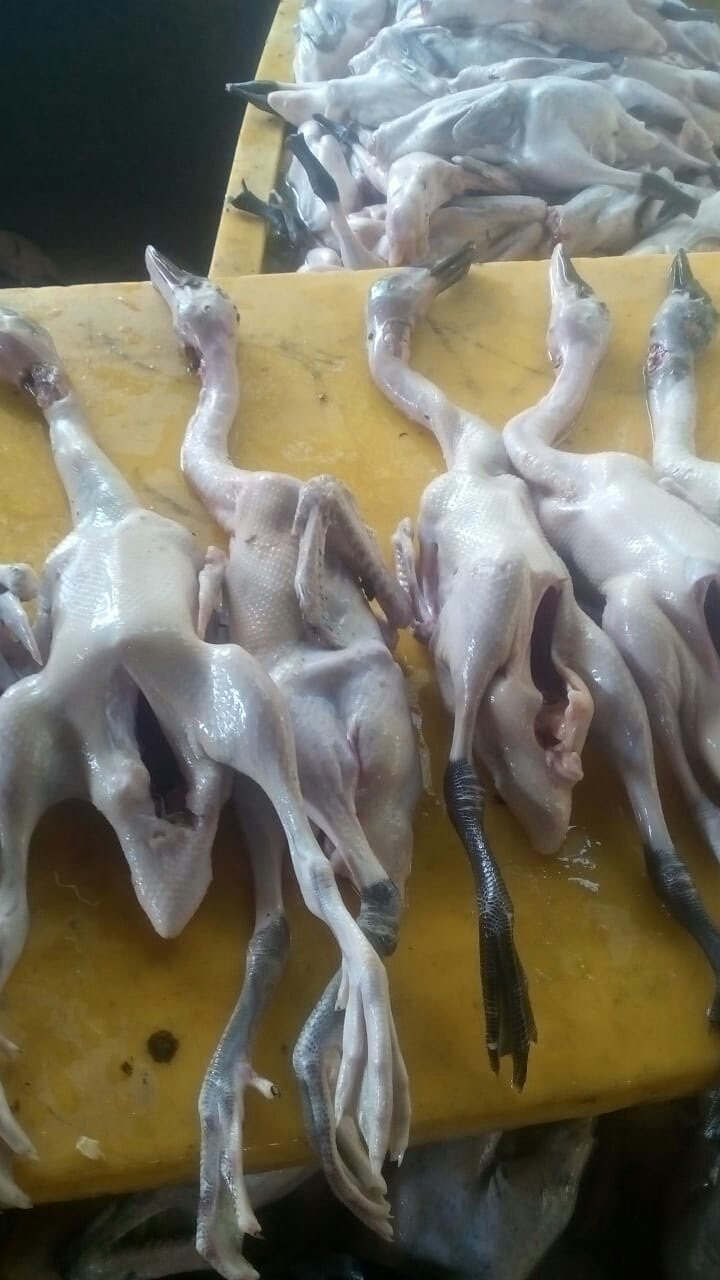 Karkas Bebek Lokal / Hybrida