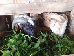 domba garut dan kambing