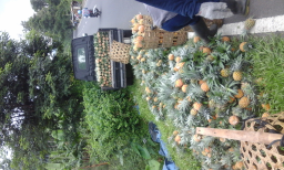 NANAS MADU PEMALANG