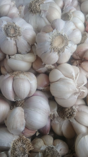 Bawang putih
