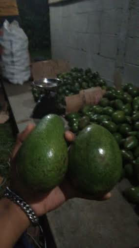 Pokat Mentega 2345