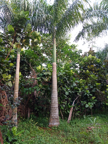 jual pohon palem raja / pelindung