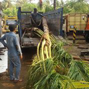 jual pohon palem wasing ton 