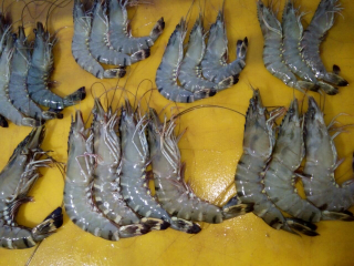 Udang Bago/ Windu/ Black tiger