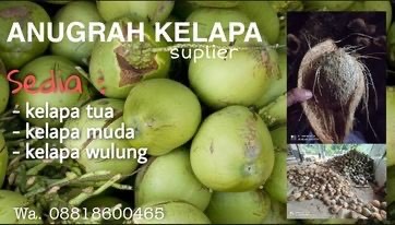 KELAPA TUA KELAPA MUDA KELAPA WULUNG PH CM