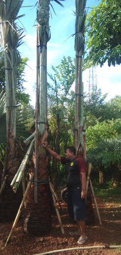 jual pohon palem kuning 