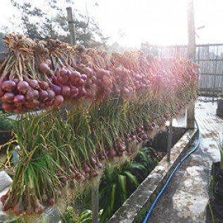 Jual Bawang Merah Tuk Tuk kualitas Super "Organik" Asli.