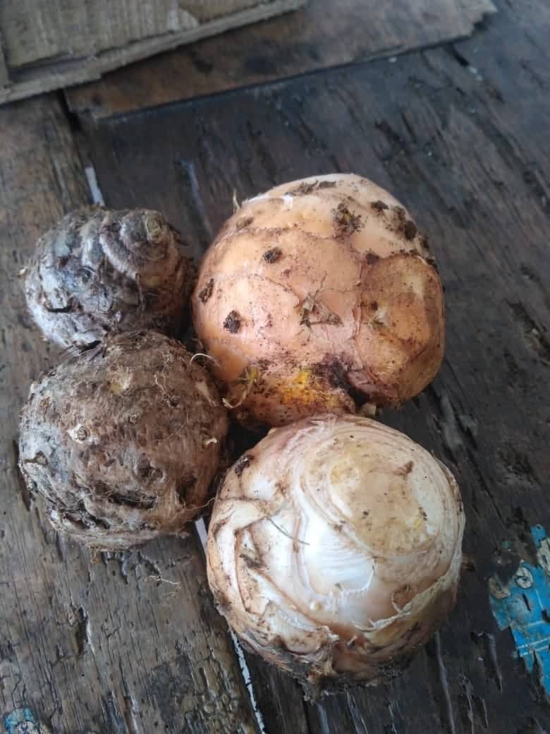 Jual koneng gede/temulawak