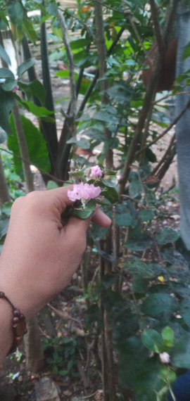 jual pohon bungur sakura /
