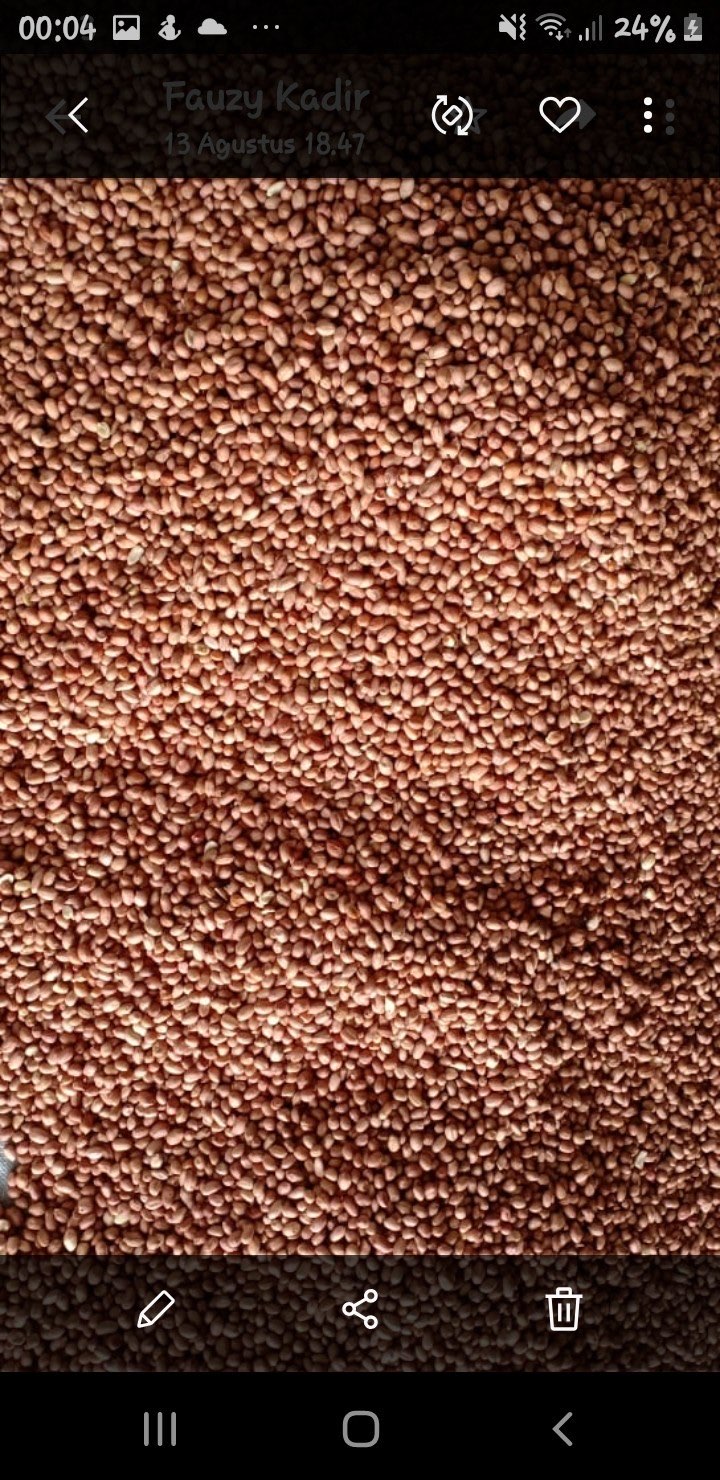 Kacang Tanah Import