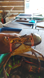 Kepiting Bakau Papua Hidup