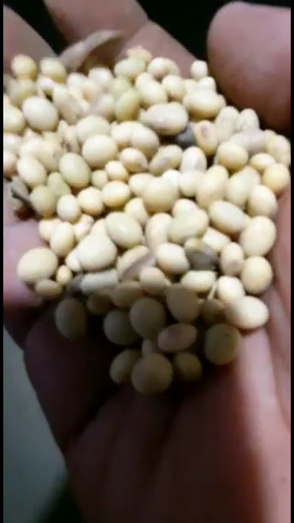 Kedelai Lokal
