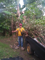 jual pohon Tanjung dll