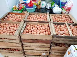 Telur Ayam Lokal fresh kandang Bandung