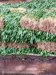 Jasa Penyedia dan Pemasok Bumbu,Sayur,Ikan