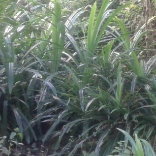 pandan wangi