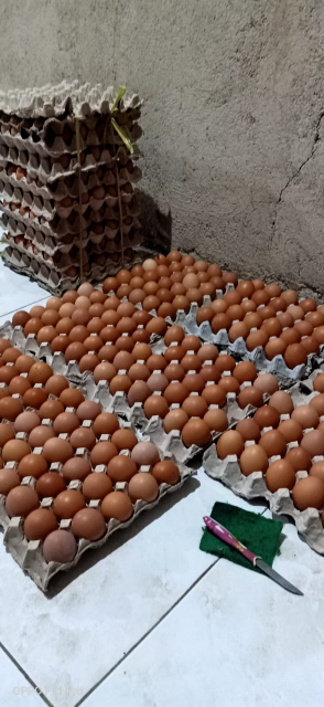 Distributor Telur Ayam