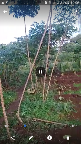 singkong