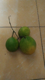 jeruk lemon lokal