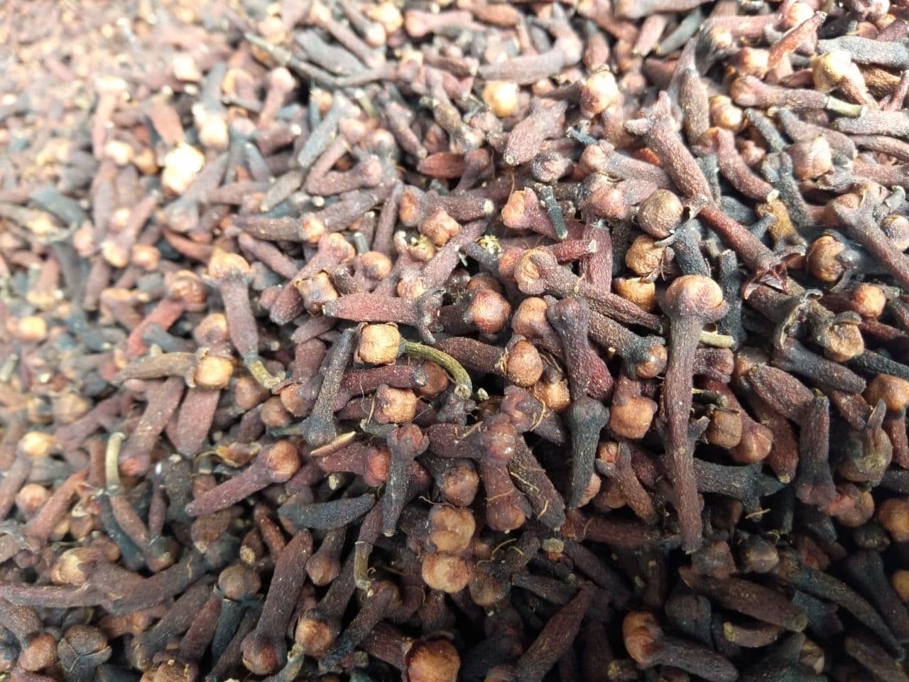 CENGKEH MIXED SULAWESI