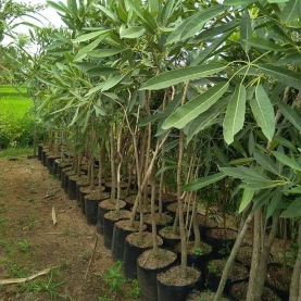 jual pohon oleander dll.